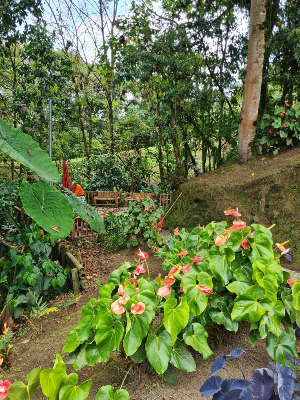 Cabanas Filadelfia Santa Rosa de Cabal Zewnętrze zdjęcie