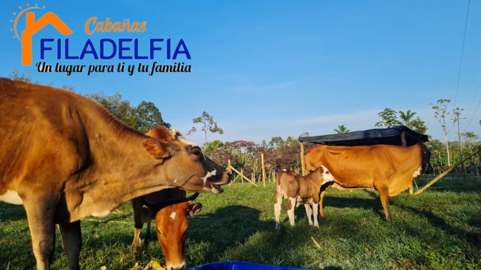 Cabanas Filadelfia Santa Rosa de Cabal Zewnętrze zdjęcie